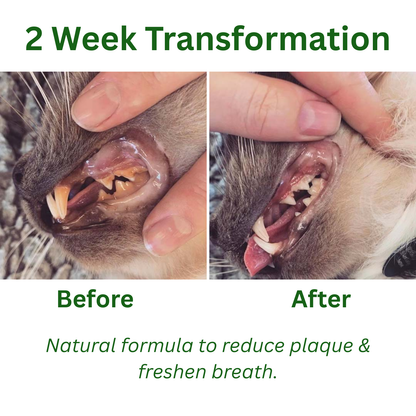 Glovoro™ - Cat Dental Powder
